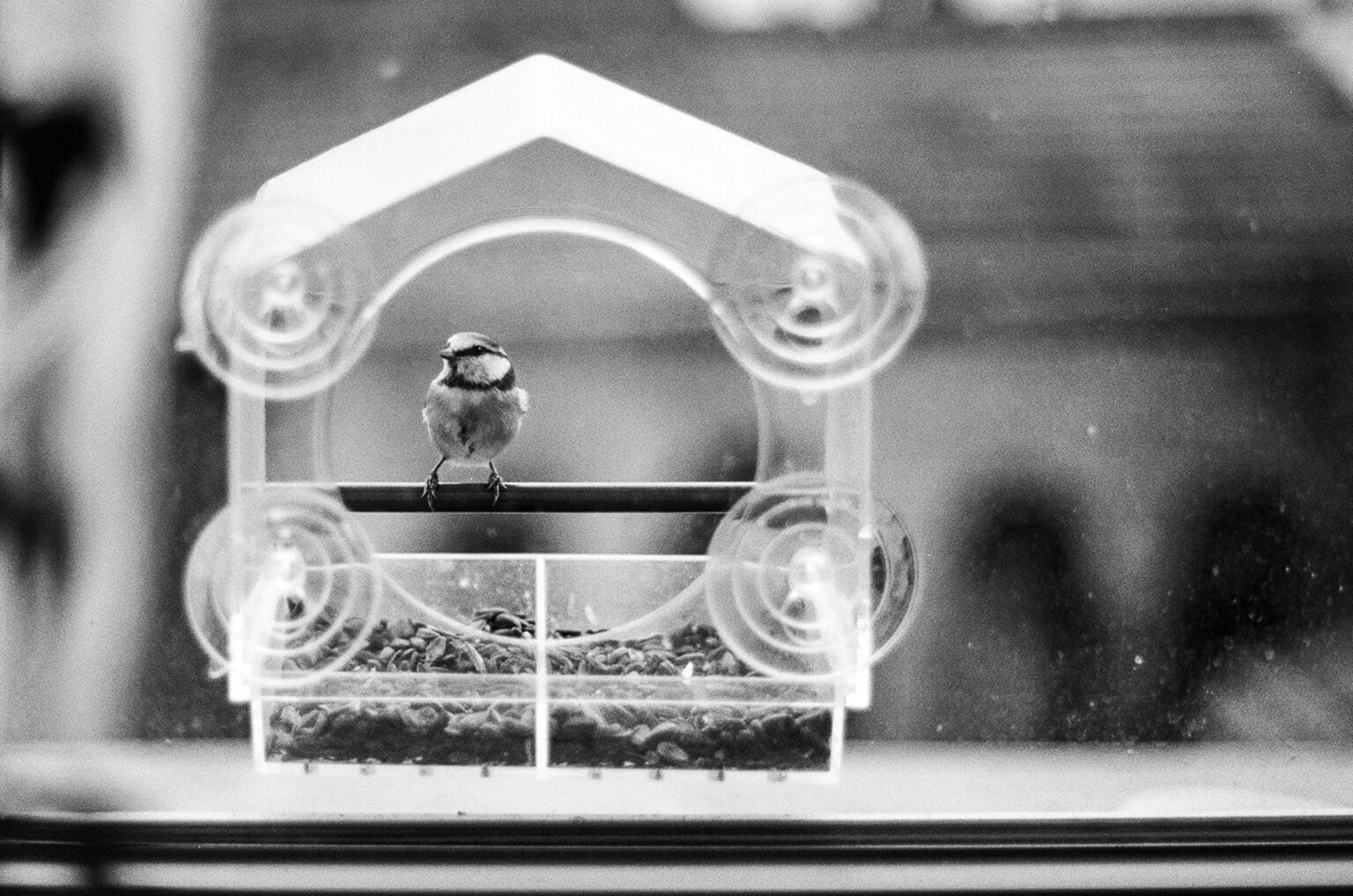 Une mésange posée sur une mangeoire transparente fixée à une fenêtre.