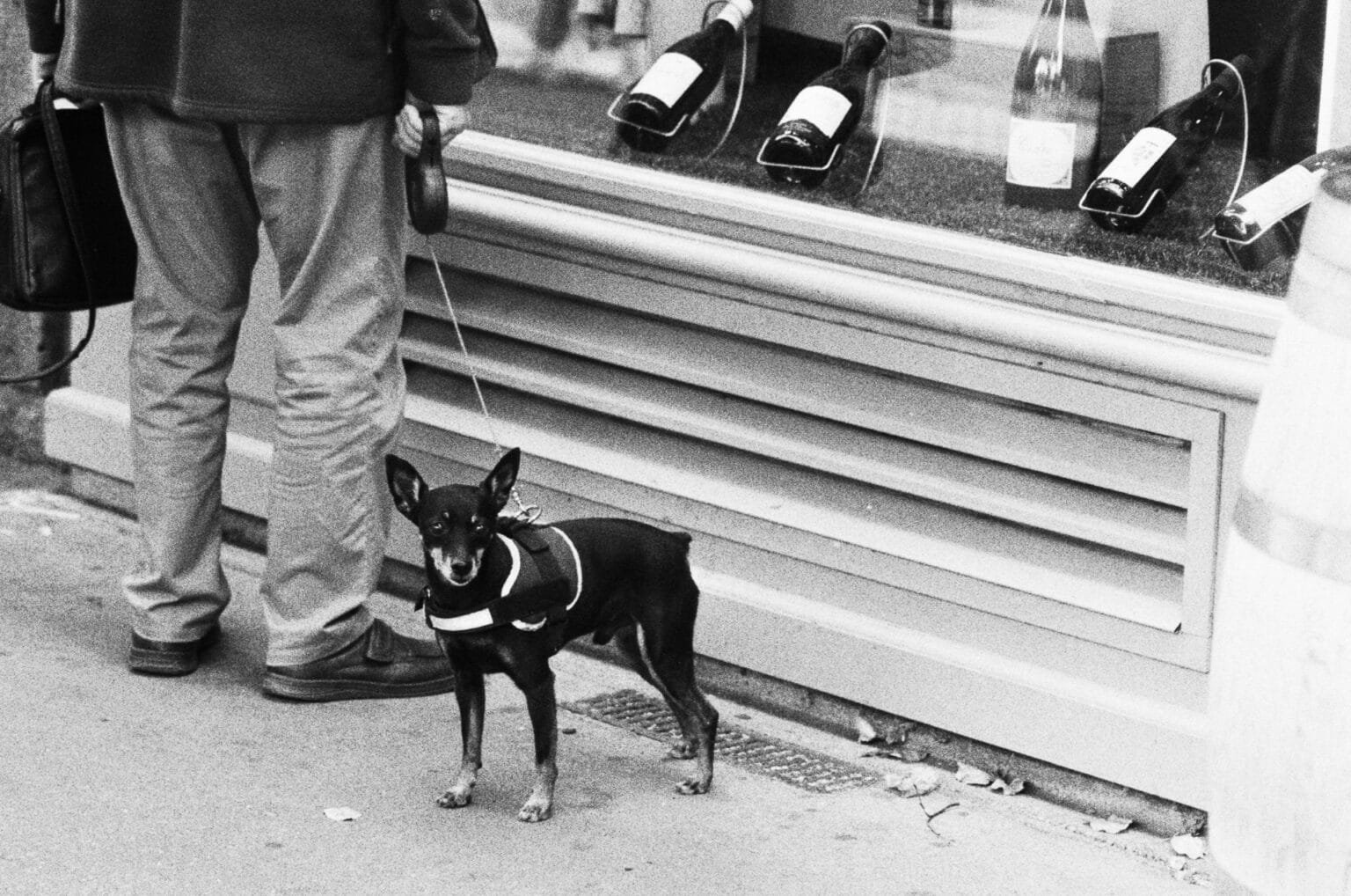 Petit chien noir en harnais blanc regardant l’objectif devant une vitrine de cave à vin à Rennes.