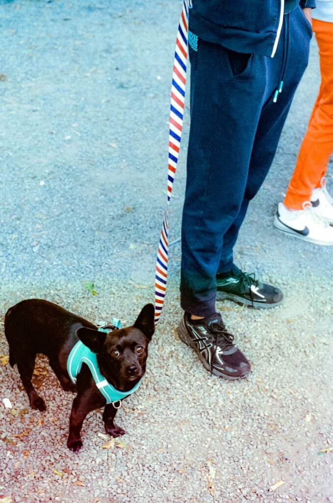 Petit chien noir en harnais turquoise tenu en laisse tricolore, à côté de deux personnes à la fête foraine de Nantes.