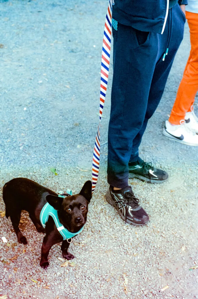Petit chien noir en harnais turquoise tenu en laisse tricolore, à côté de deux personnes à la fête foraine de Nantes.