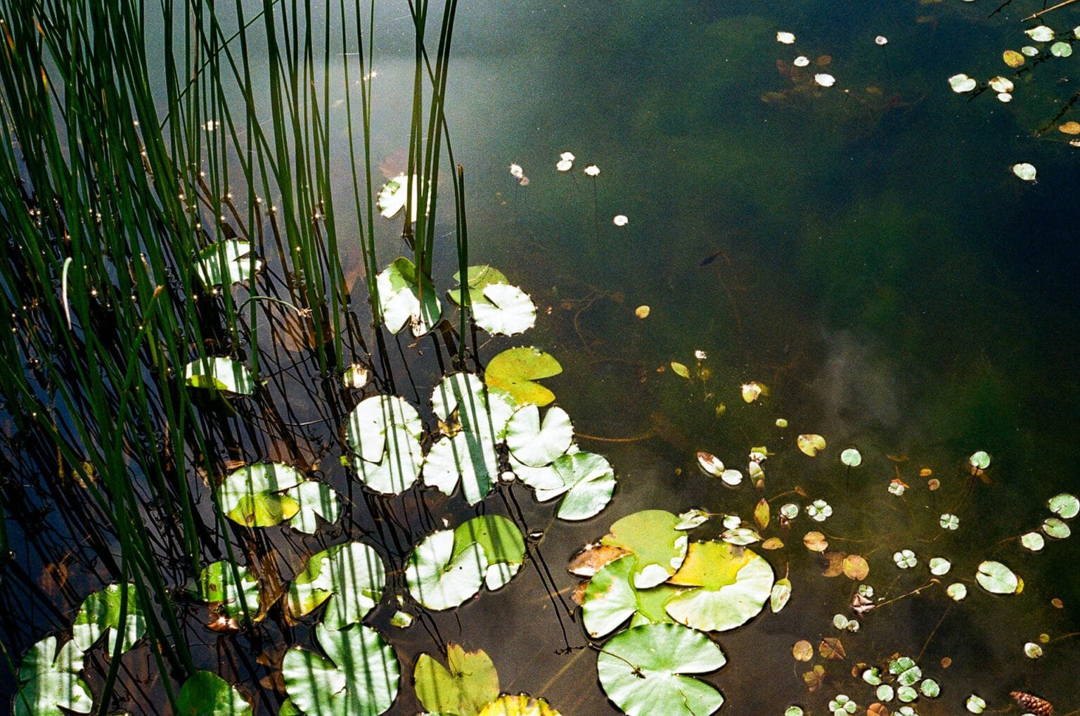 Nénuphars flottant à la surface d’un bassin au Jardin des Plantes de Nantes, photographiés avec un Nikon F3.