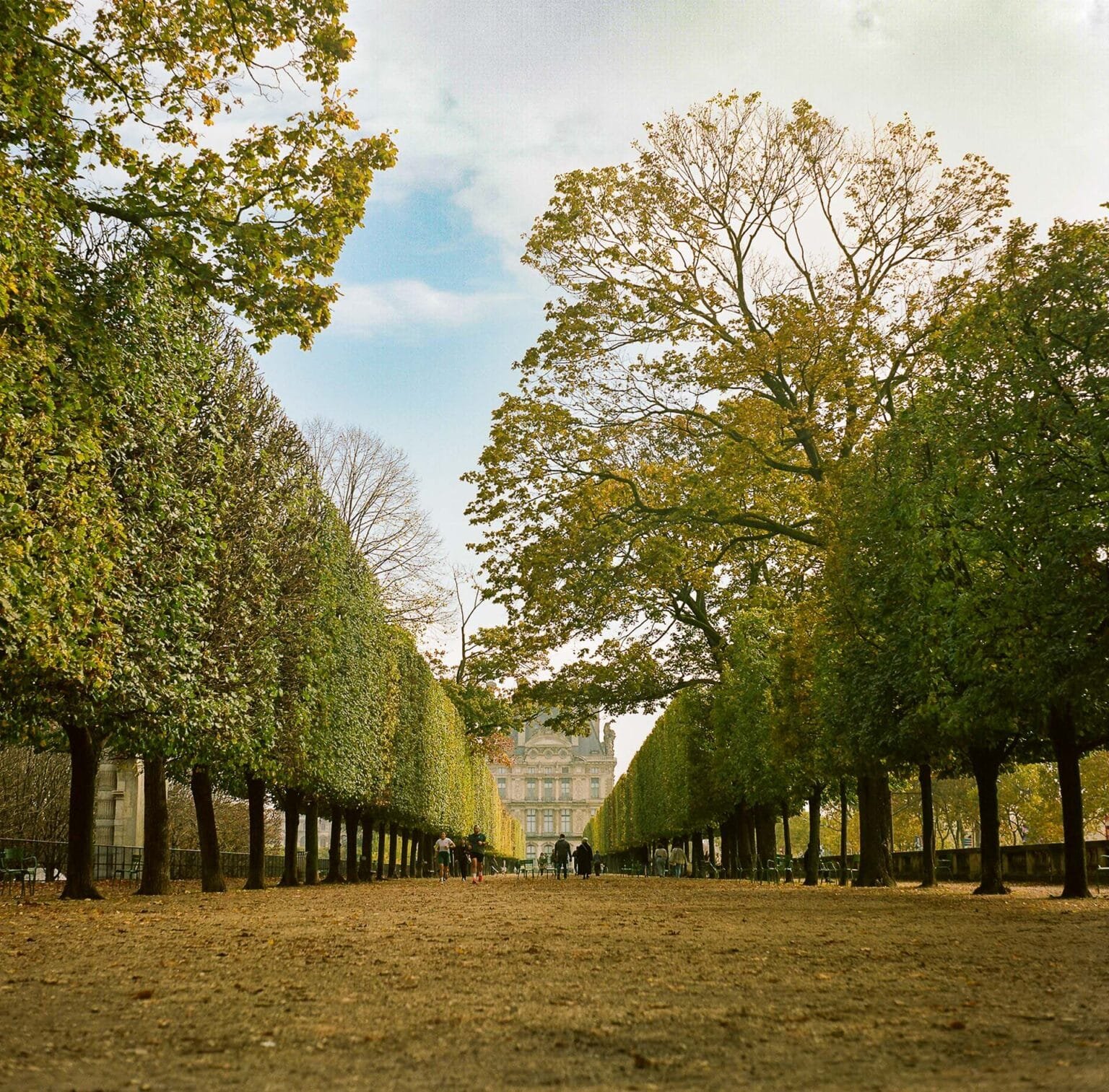 Allée centrale bordée d’arbres au jardin des Tuileries à Paris, photographiée en format carré avec un Yashica Mat 124G sur pellicule Kodak Portra 160.