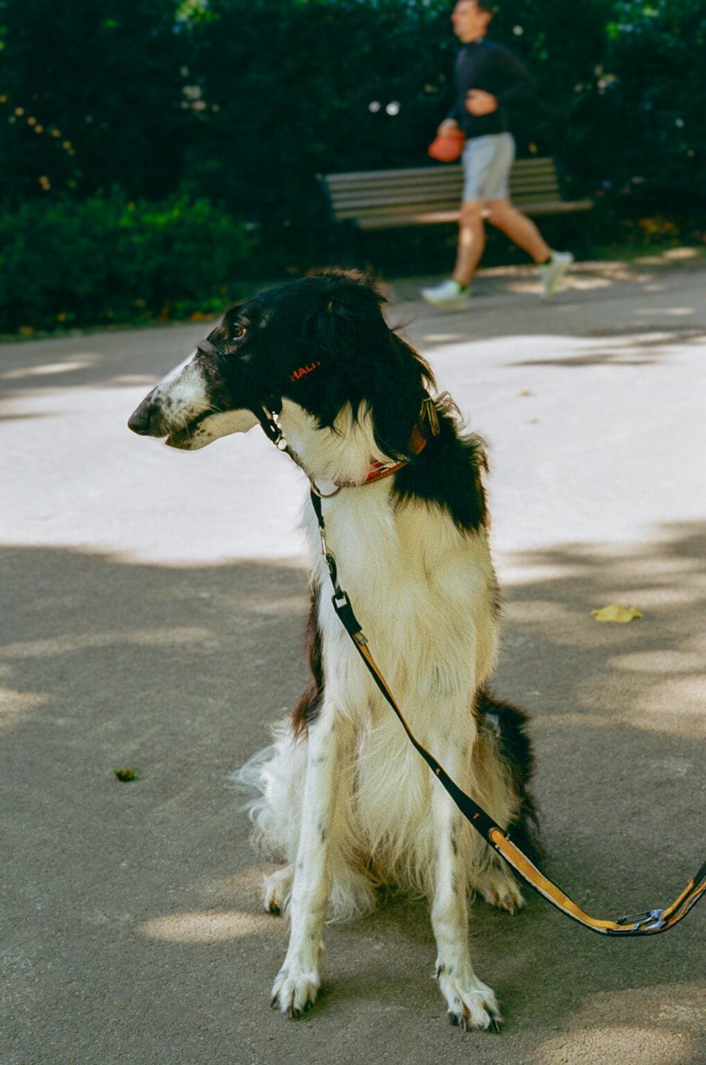 Lévrier russe assis en laisse dans une allée du Jardin des plantes de Nantes.