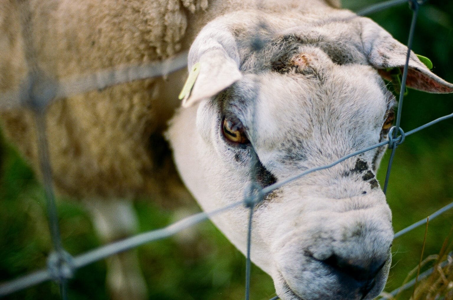 Mouton curieux derrière un grillage, en Belgique, photographié de près avec un Nikon F3 sur pellicule Kodak Portra 400.