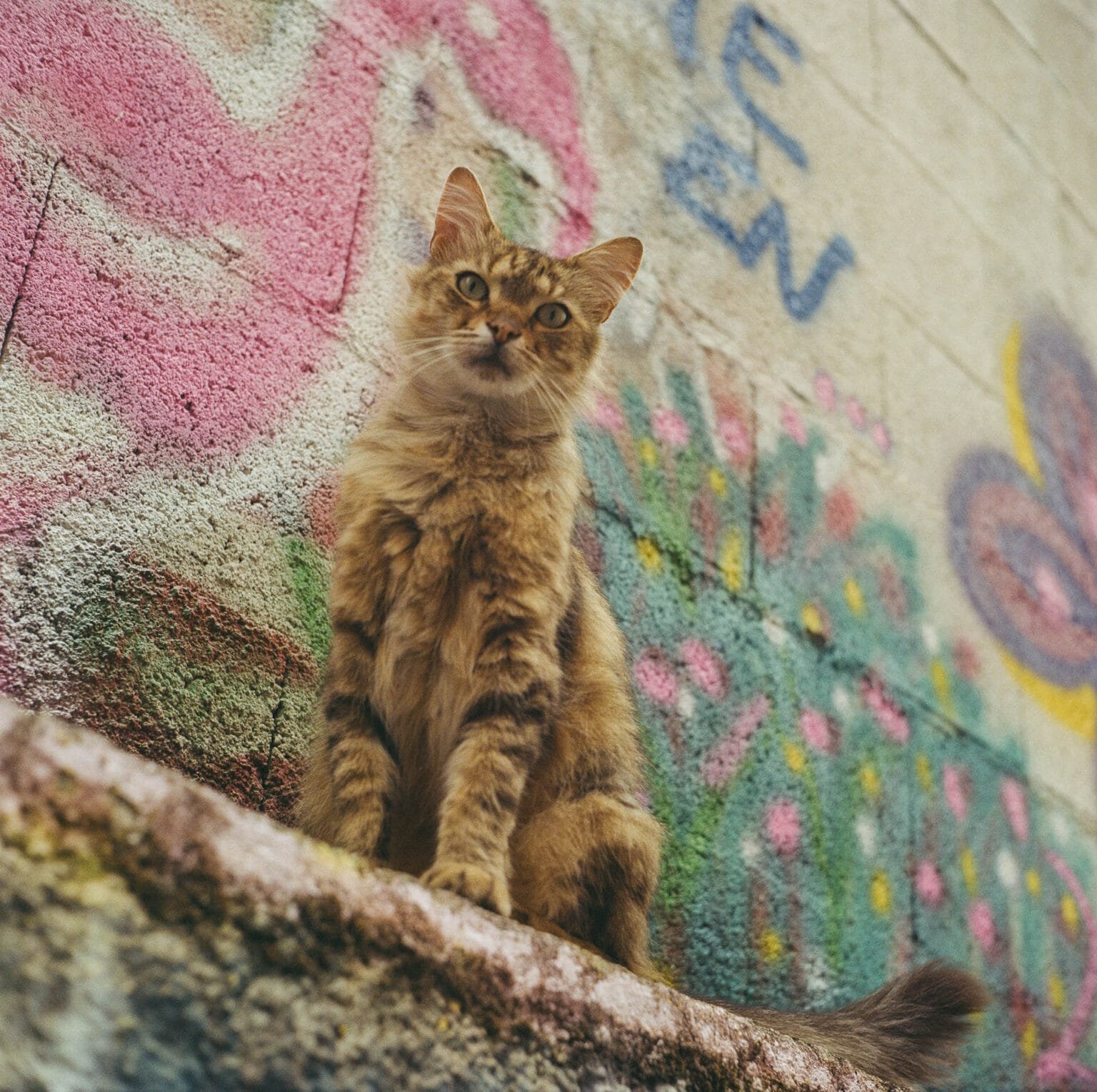 Chat roux assis devant une fresque murale colorée à Nantes.