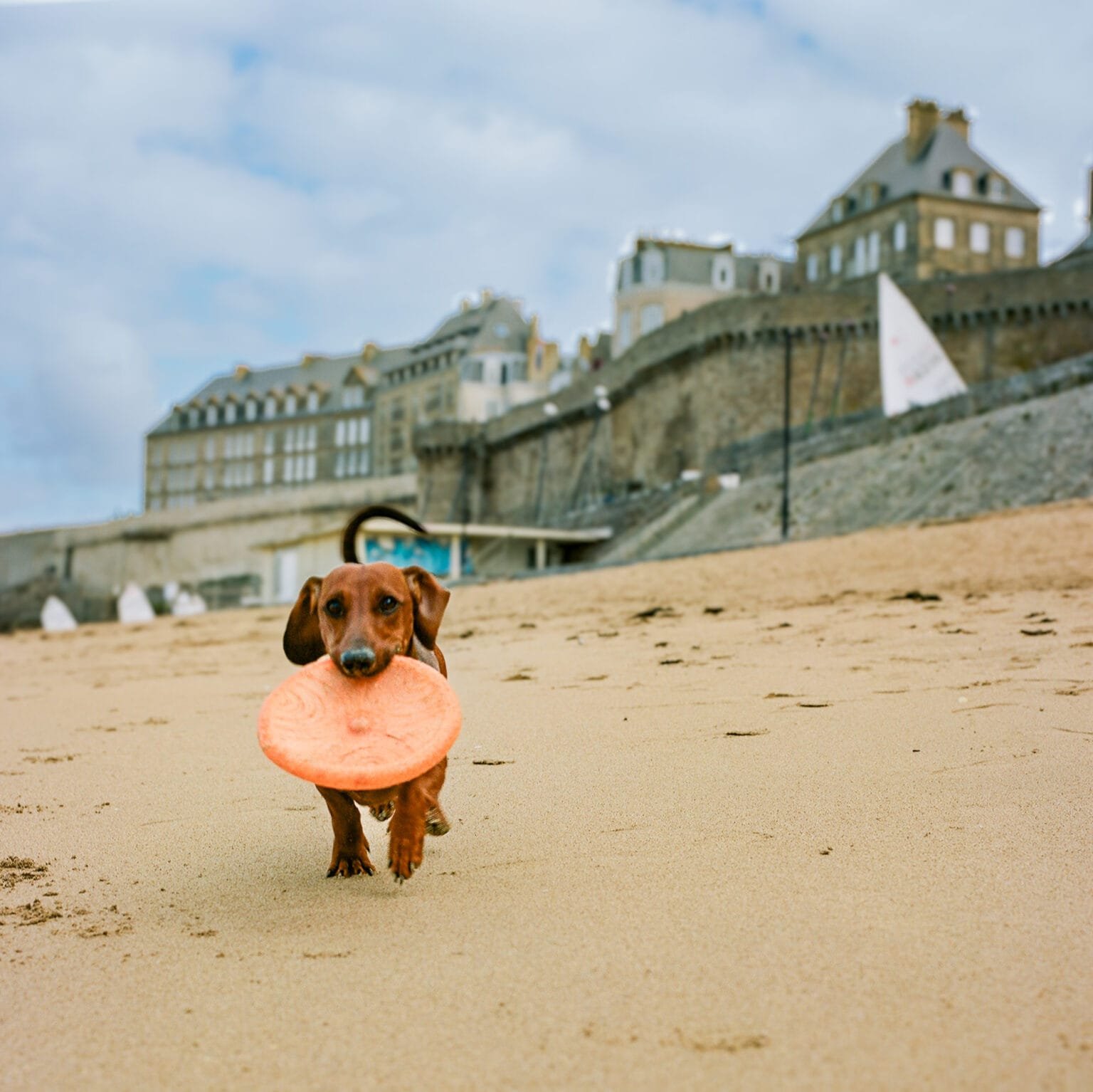 Teckel jouant avec un frisbee orange sur la plage de Saint-Malo, devant les remparts.
