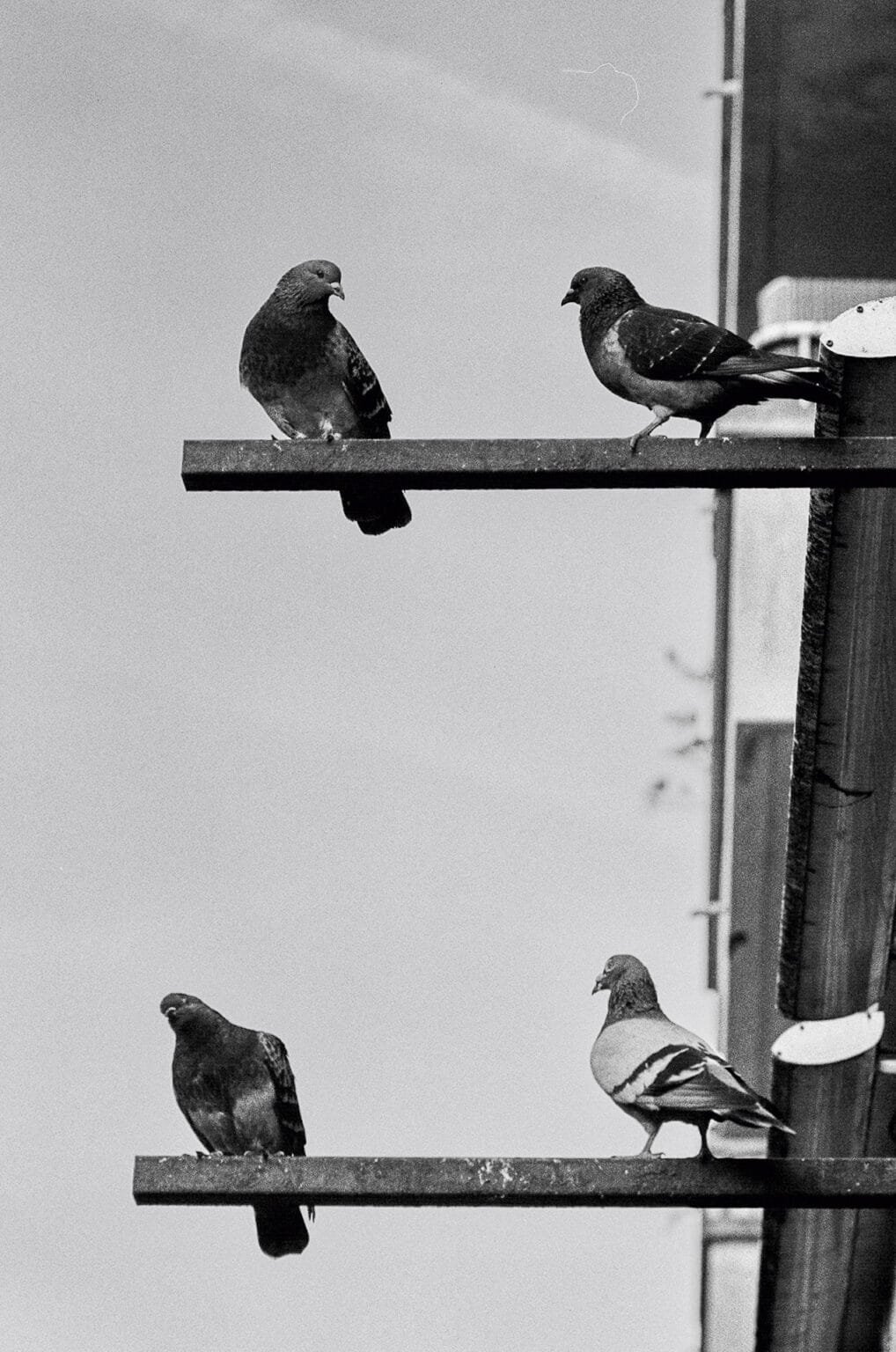 Quatre pigeons posés sur deux barres métalliques à Saint-Nazaire, photographiés en noir et blanc.