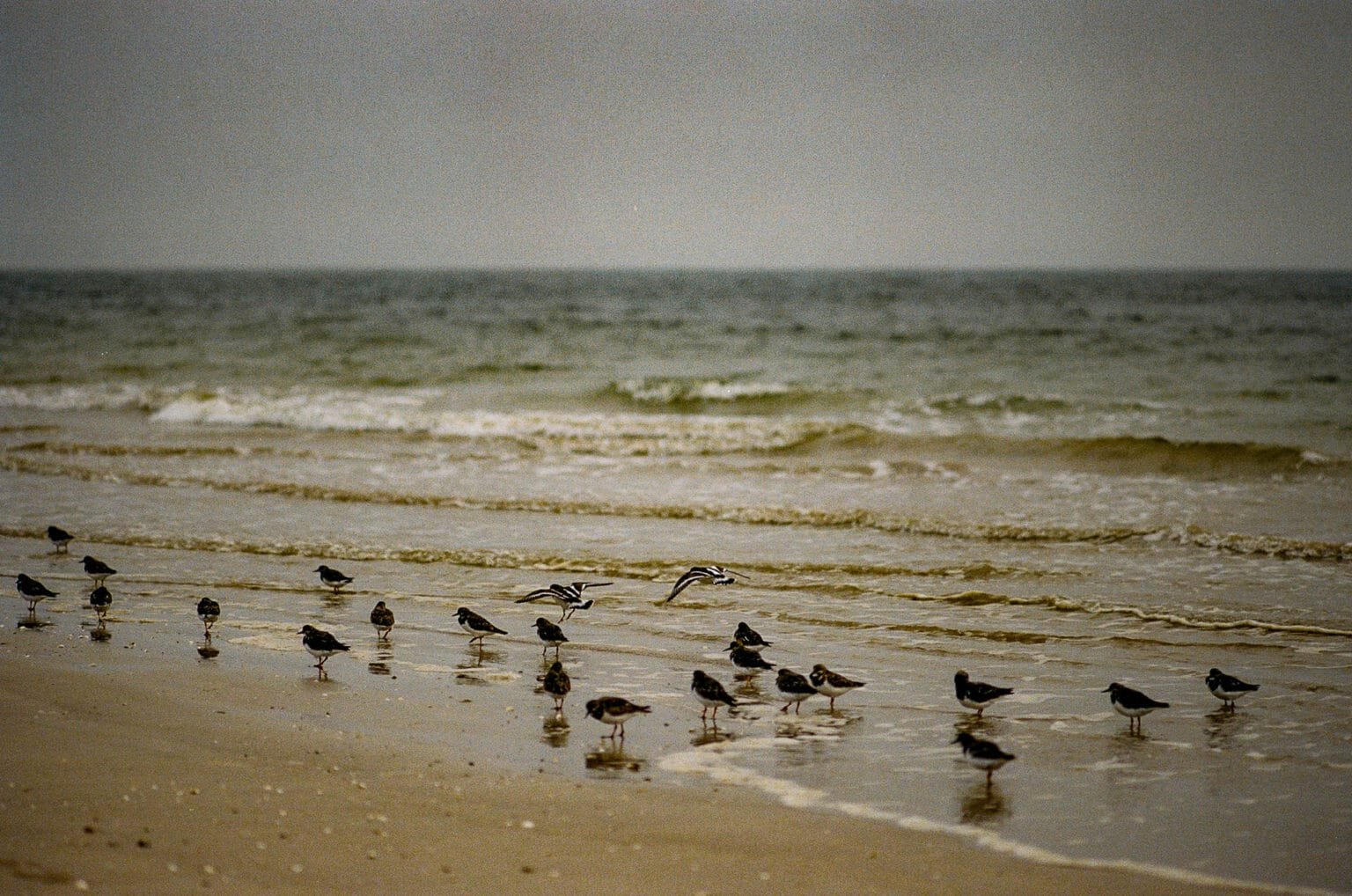 Groupe d’oiseaux marins sur la plage, en bord de mer à marée basse, à Pornic.
