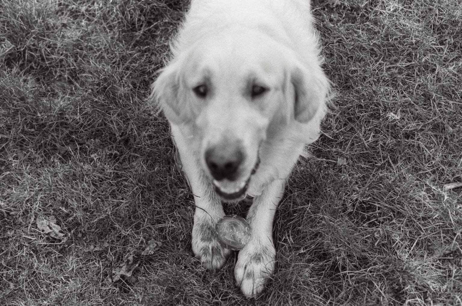 Chien labrador assis dans l’herbe, tenant une balle de tennis usée entre ses pattes avant, regardant l’objectif.