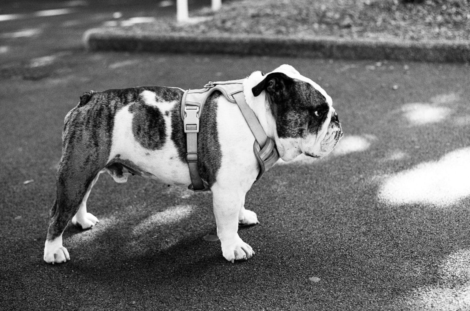 Bulldog anglais debout sur une route goudronnée, capturé en noir et blanc à Rennes.