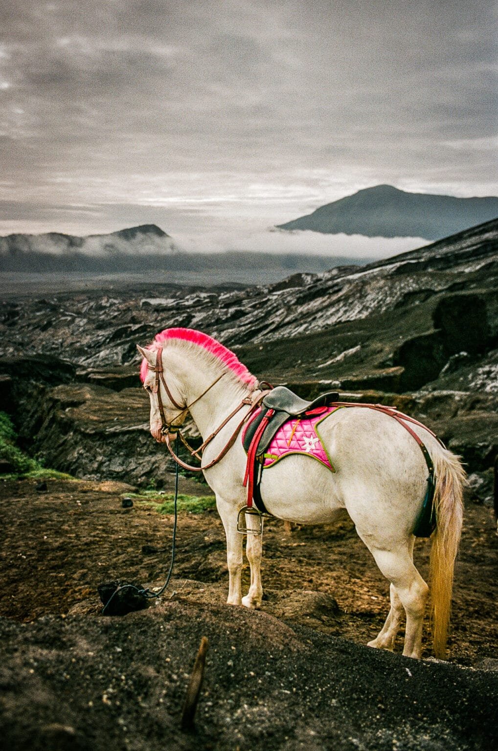 Cheval blanc à la crinière rose vif dans un paysage volcanique près du mont Bromo.
