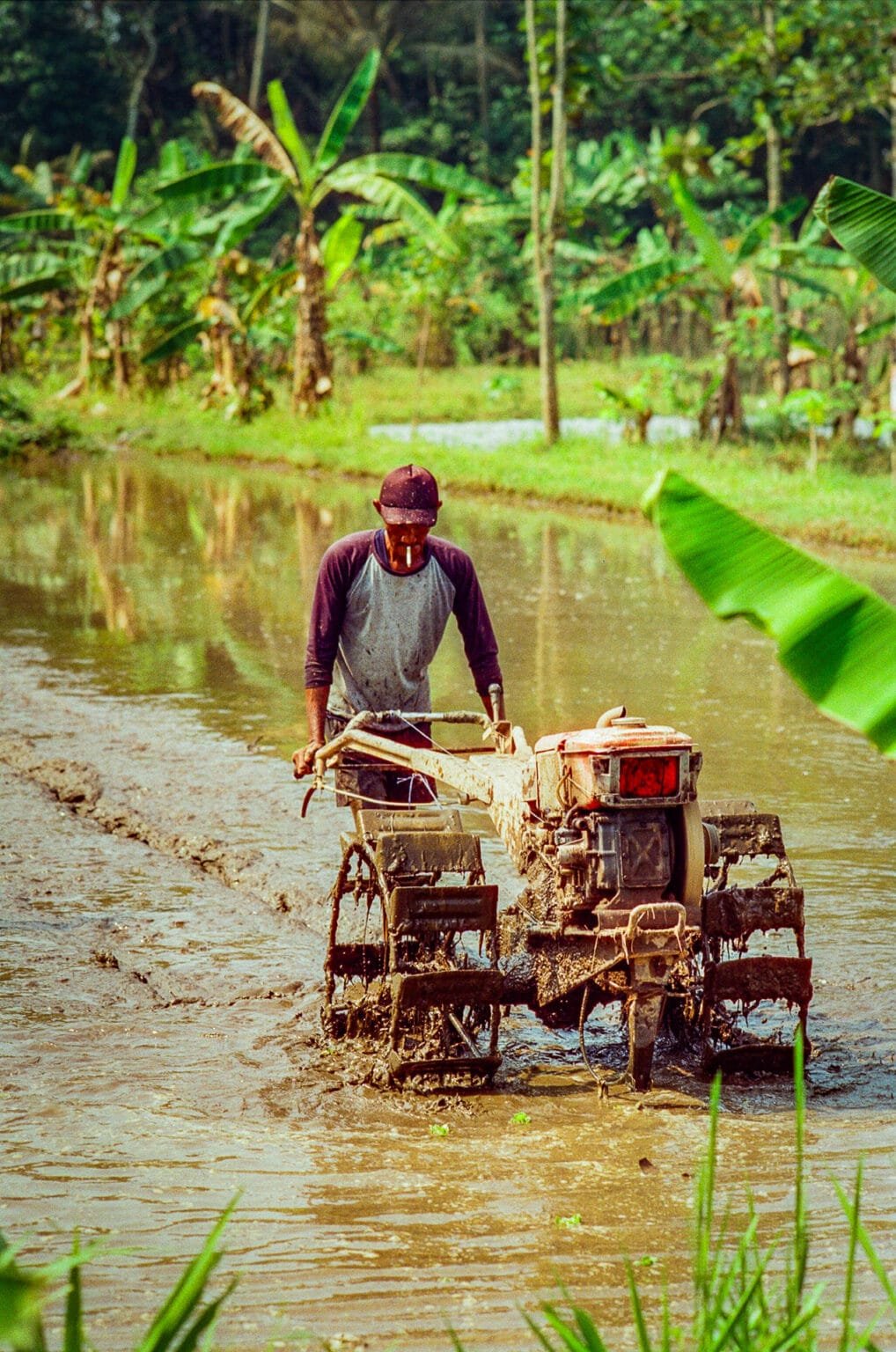 Homme guidant un motoculteur dans une rizière près de Yogyakarta, Indonésie.
