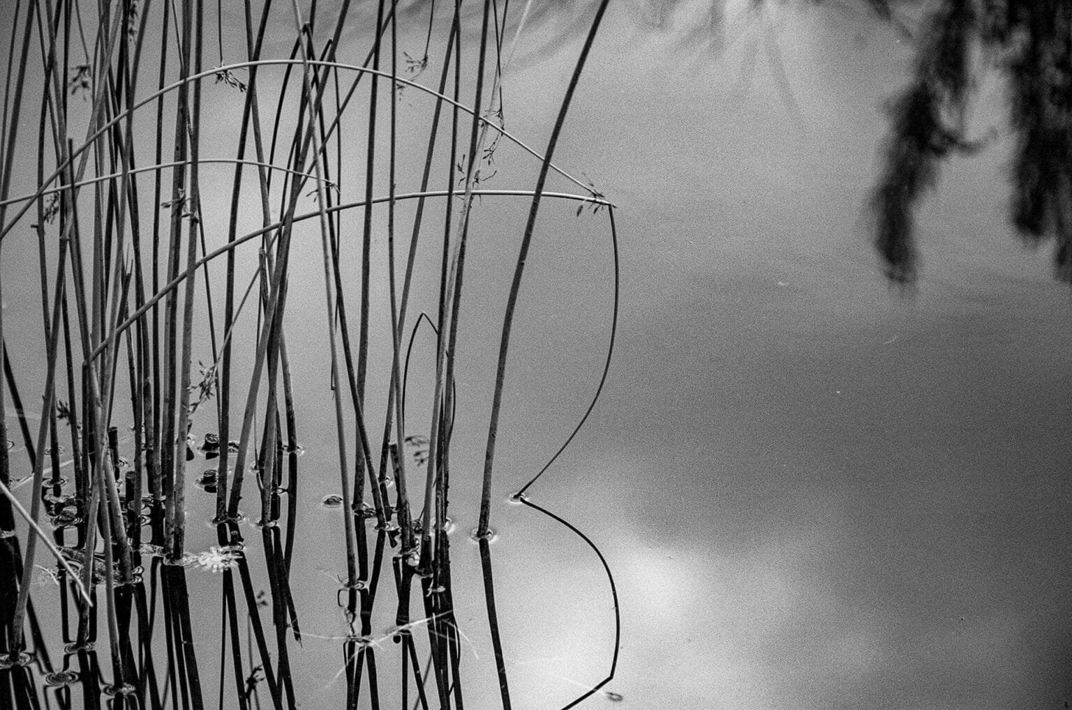 Tiges de roseaux émergents et reflets dans l’eau au Jardin des plantes de Nantes, en noir et blanc.