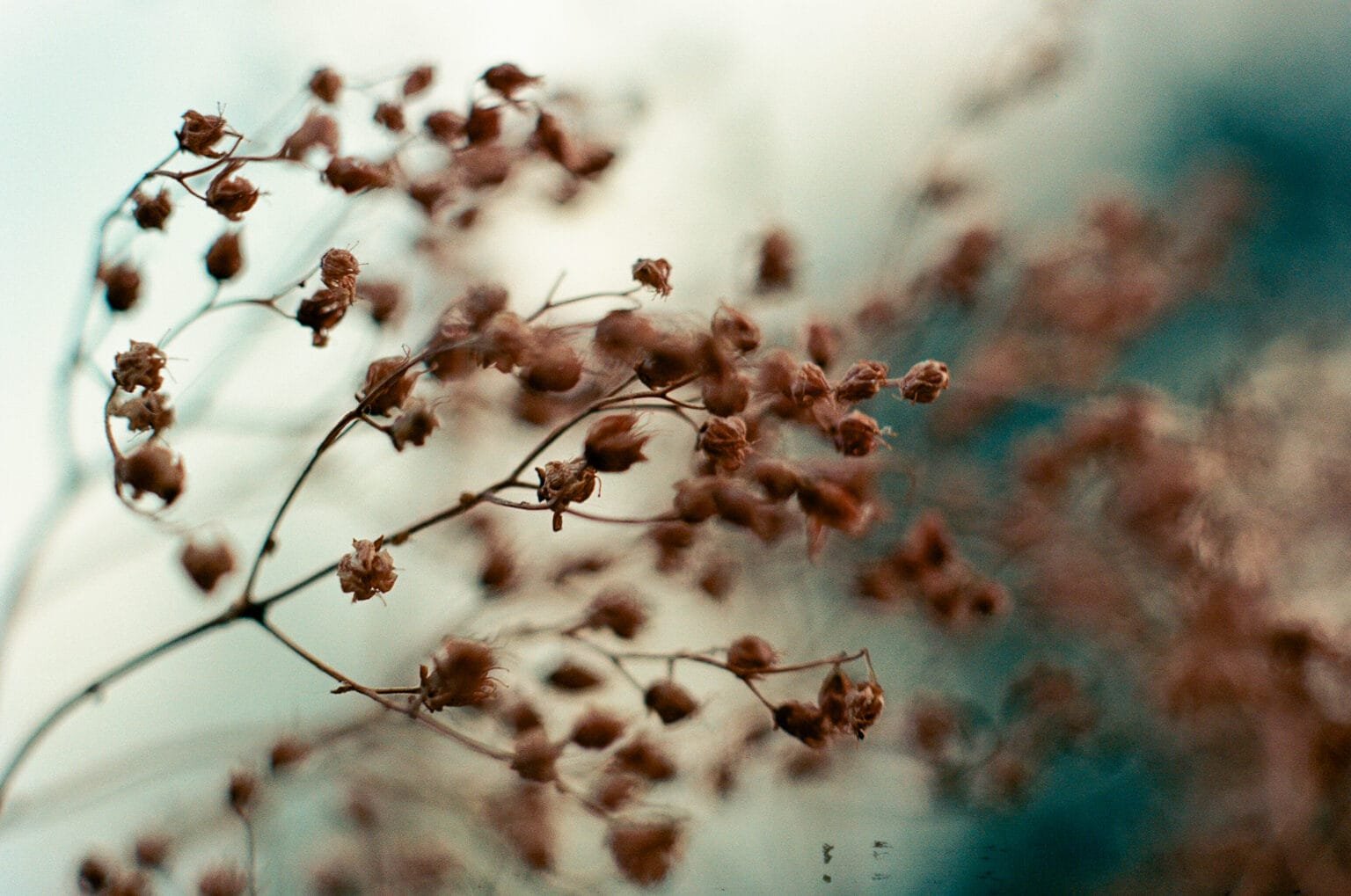 Détail de tiges et graines sèches sur fond flou, capturé au jardin des plantes de Nantes avec un Nikon F3 et un objectif macro.