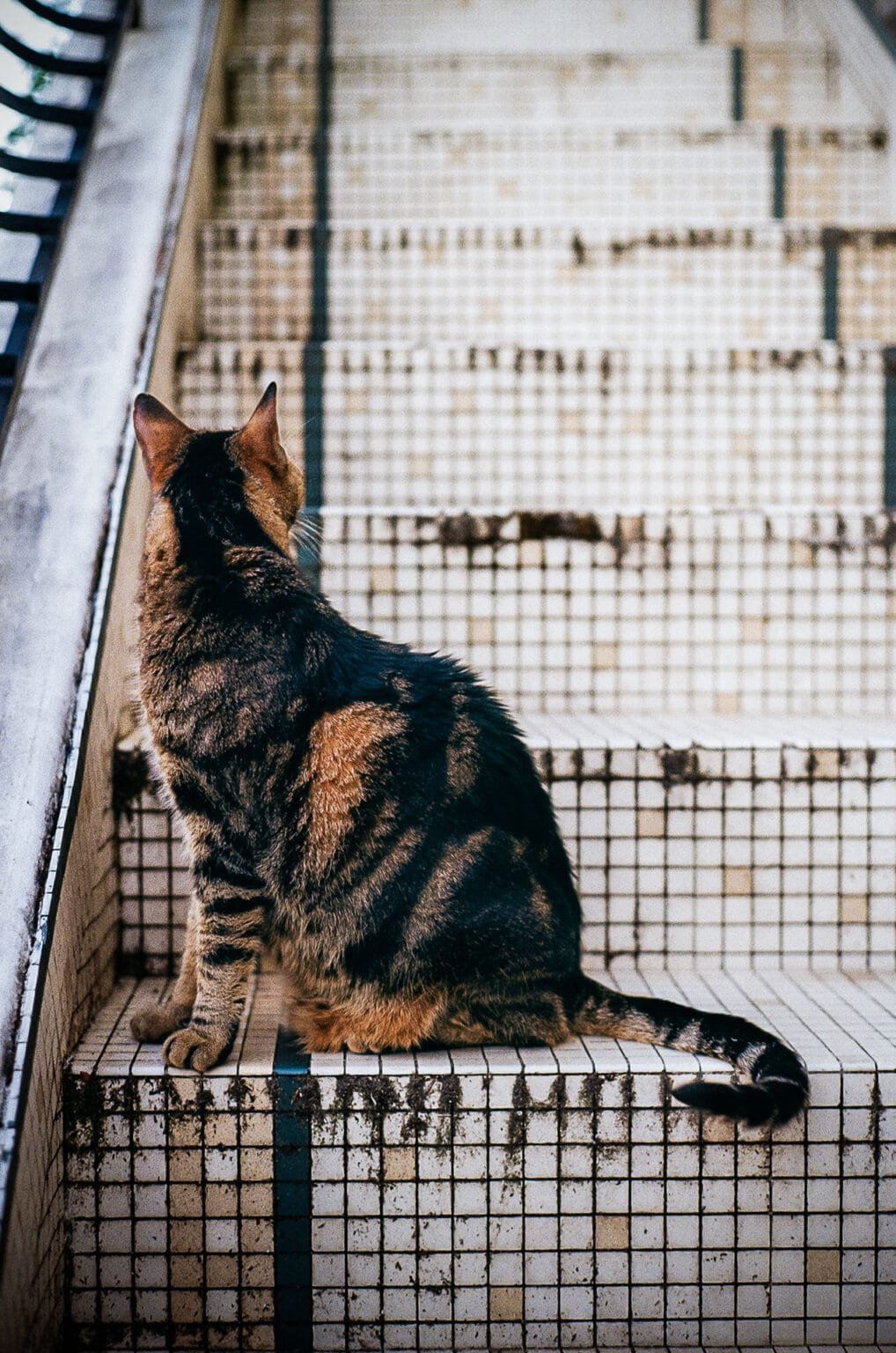 Chat tigré assis sur des marches en mosaïque à Nantes, photographié en couleur avec un Leica M3 et un objectif Summicron 50mm.