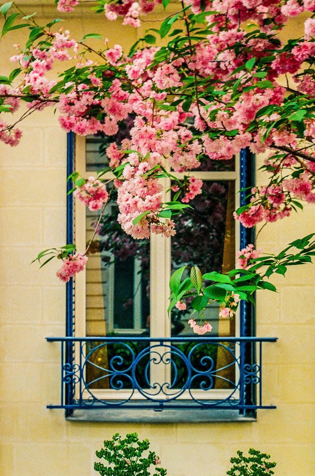 Branche de cerisier en fleurs devant une fenêtre aux volets bleus à Nantes, photographiée sur pellicule couleur