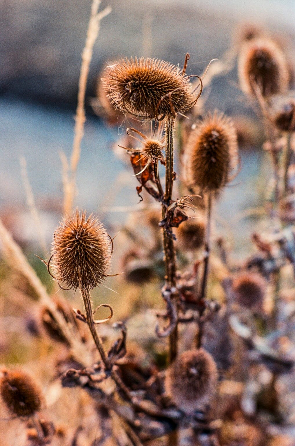 Chardons secs en gros plan avec une lumière dorée, photographiés en argentique avec un Nikon F3.