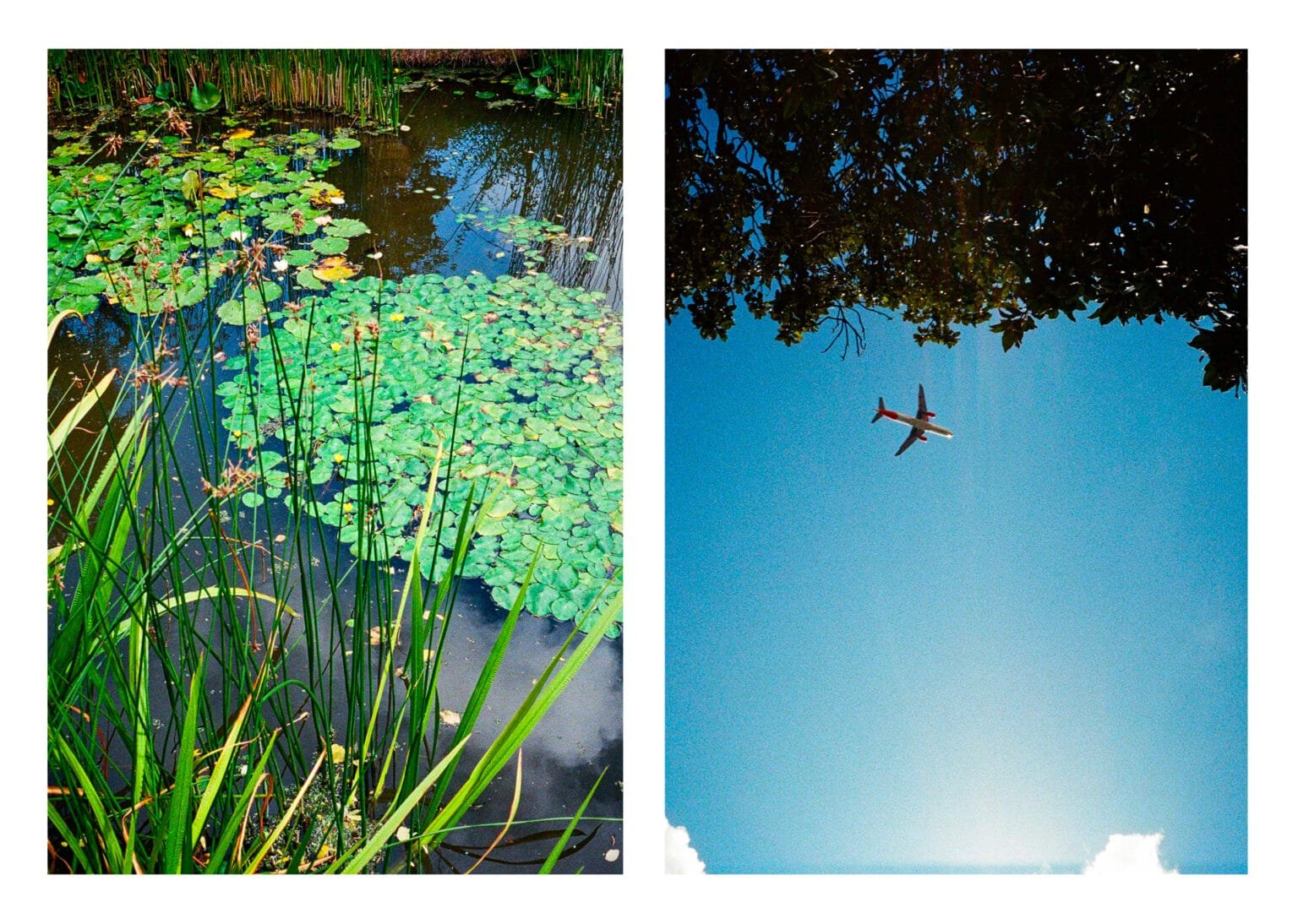 Diptyque au Jardin des Plantes de Nantes : nénuphars dans un bassin / avion traversant le ciel bleu à travers les feuillages.