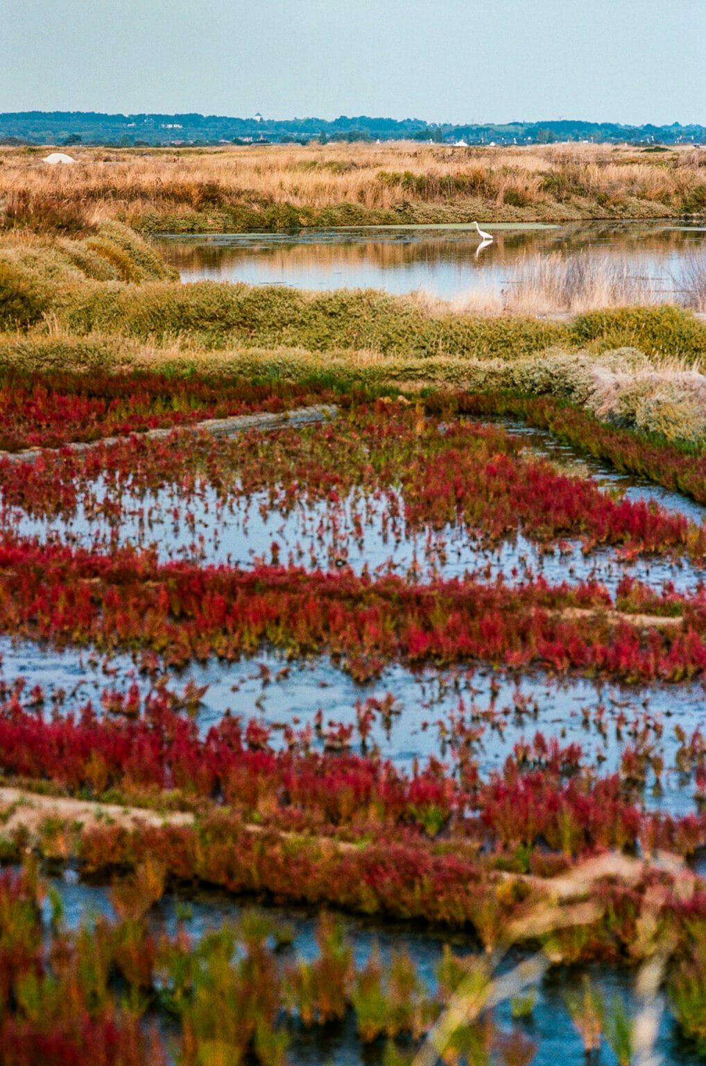 Marais salants de Guérande avec végétation rougeoyante et aigrette blanche au loin, photographiés en argentique.
