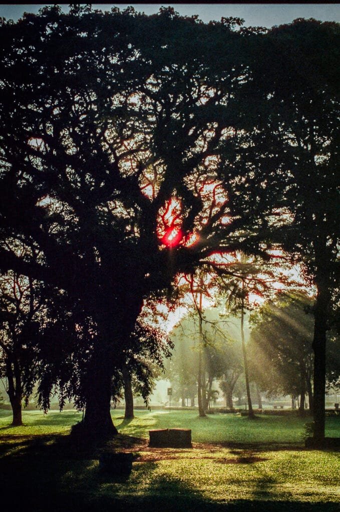 Rayons du soleil filtrant à travers un grand arbre dans le parc de Prambanan, tôt le matin.