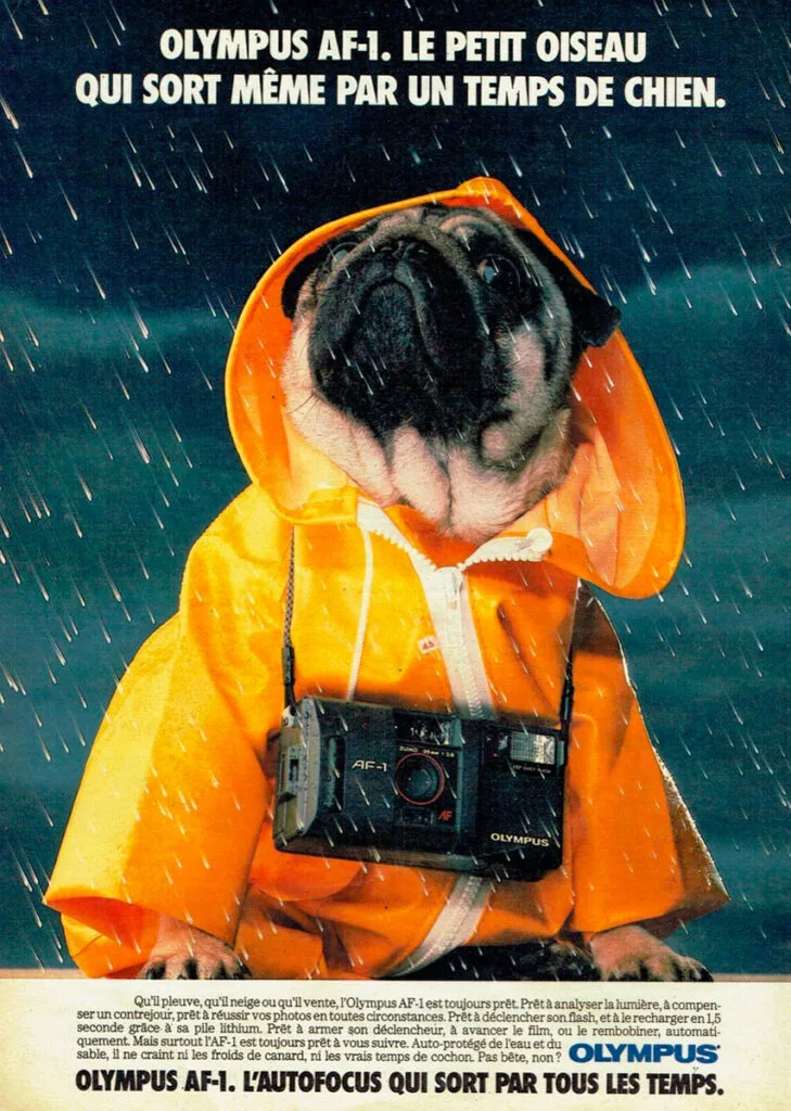 Publicité humoristique de l’Olympus AF-1 montrant un carlin en ciré jaune sous la pluie.