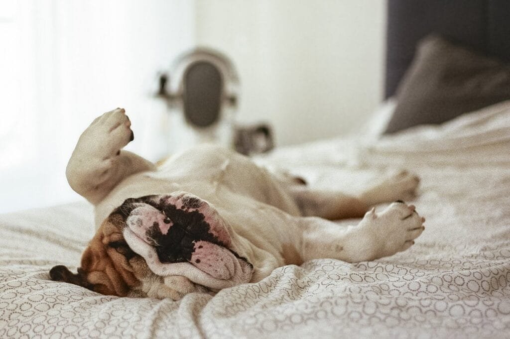 Bulldog anglais allongé sur le dos sur un lit, photographié avec un Leica M3.