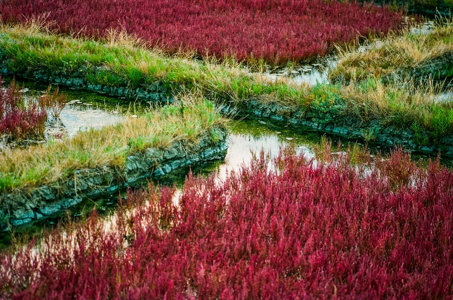 Salicornes rouges et végétation verte bordant les œillets des marais salants de Guérande.