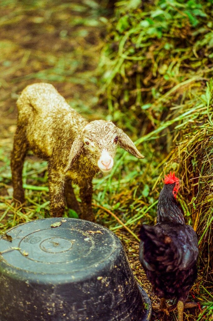 Un agneau mouillé et une poule noire dans une ferme près de Yogyakarta, sur fond de végétation humide.