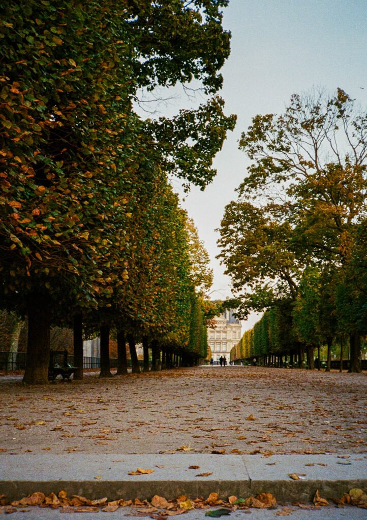 Allée bordée d’arbres au Jardin des Tuileries en automne, avec des feuilles au sol et le Pavillon de Flore en arrière-plan.