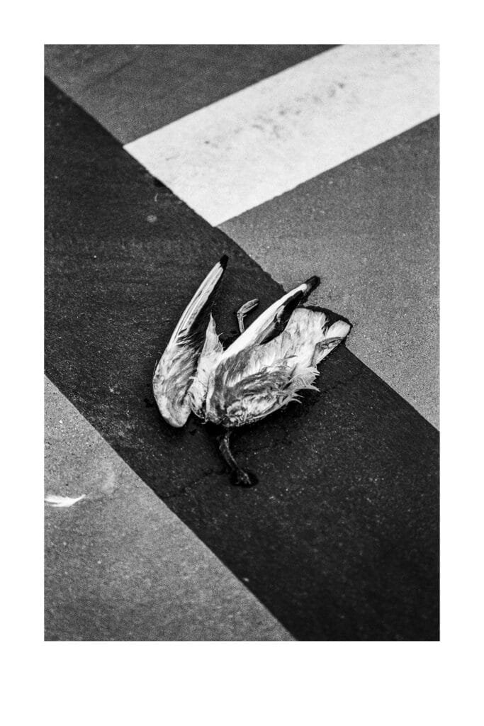 Oiseau mort sur le sol du parking Gare Nord de Nantes, cadré sur les bandes de circulation, en noir et blanc.