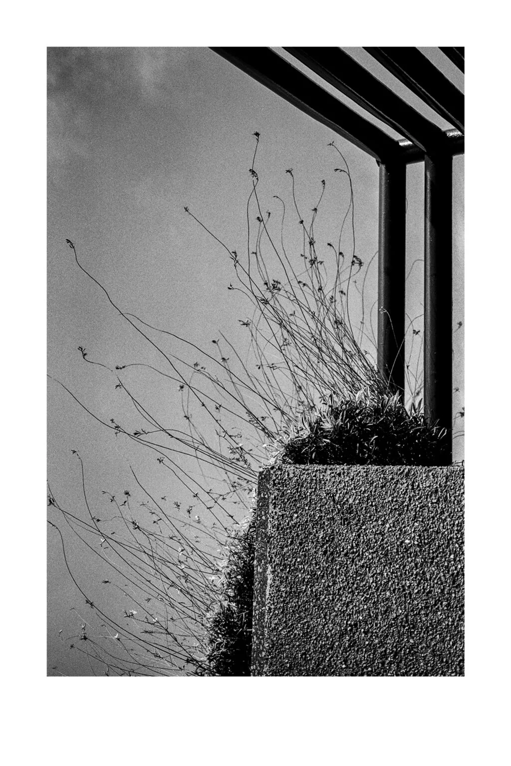 Herbes sauvages poussant sur le bord en béton du parking Gare Nord de Nantes, sous une structure métallique, en noir et blanc.