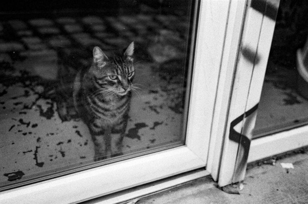 Chat tigré regardant à travers une baie vitrée dans le quartier des Olivettes à Nantes, photographié en noir et blanc.