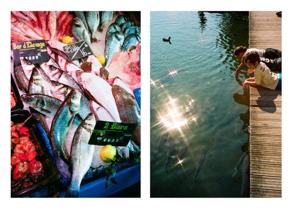 Diptyque photographique : à gauche, poissons sur un étal de marché à Paris ; à droite, des enfants observent des carpes dans un étang à Fontainebleau.