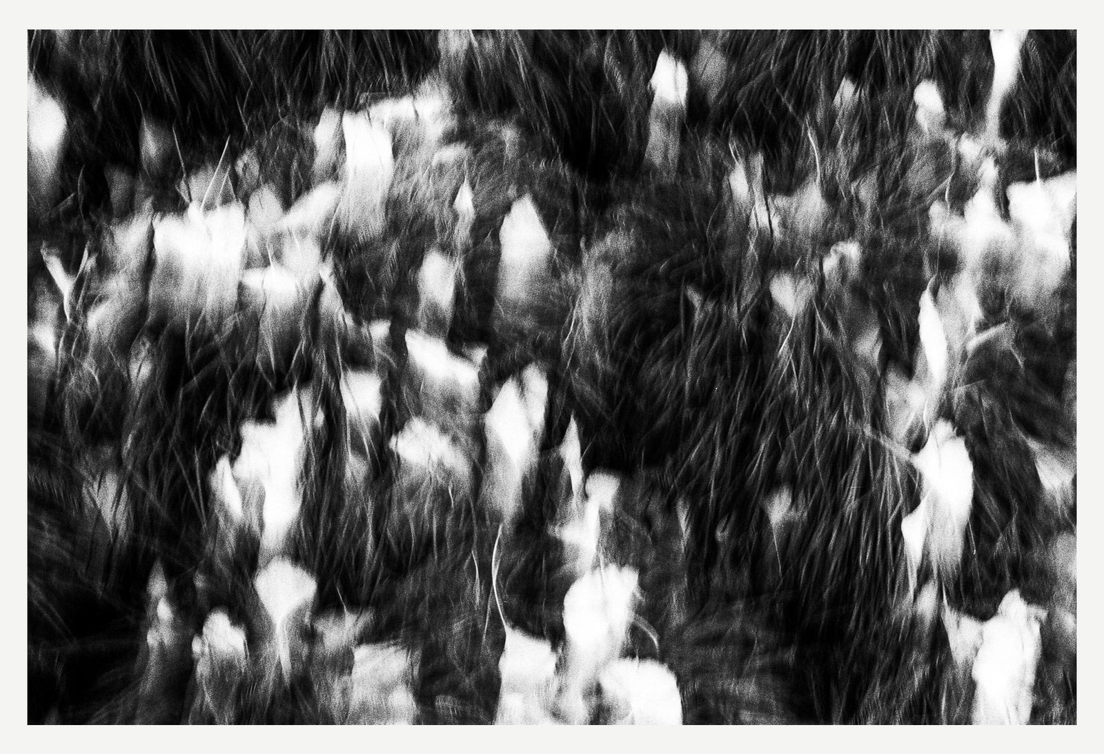 Effet de bougé volontaire sur des feuilles dans l’herbe au Jardin des Plantes de Nantes, en noir et blanc.