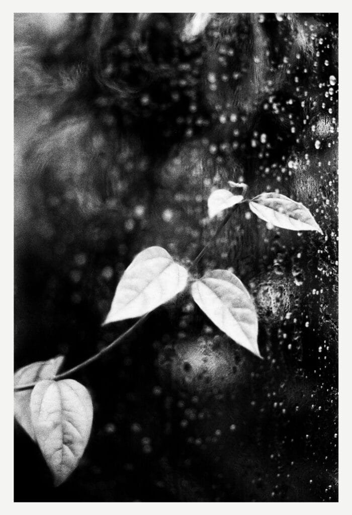 Branche aux feuilles claires contre une vitre embuée et couverte de gouttes dans les serres du Jardin des Plantes de Nantes.