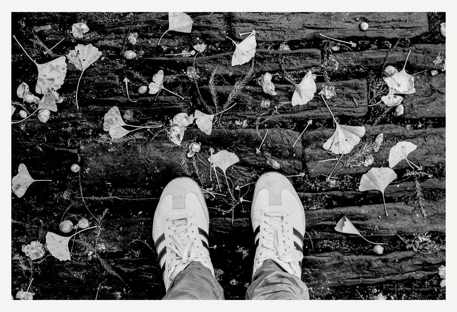 Feuilles de ginkgo tombées au sol autour de chaussures blanches dans les allées du Jardin des Plantes de Nantes.