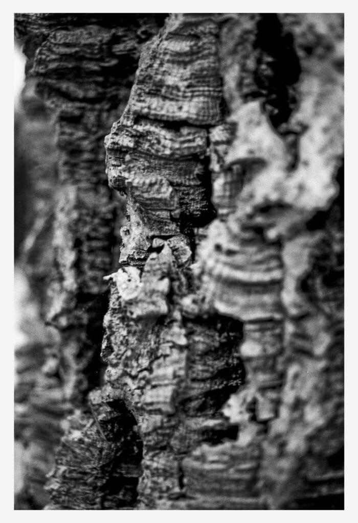 Détail d’écorce en gros plan, photographié en noir et blanc.