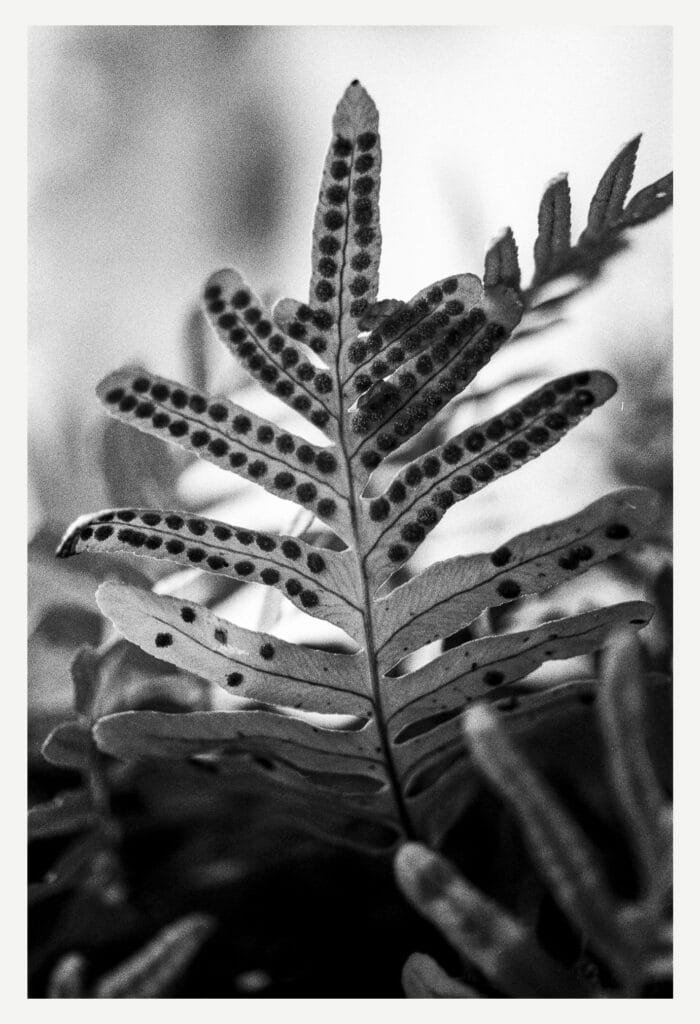 Feuille de fougère avec ses motifs de spores, photographiée en noir et blanc.