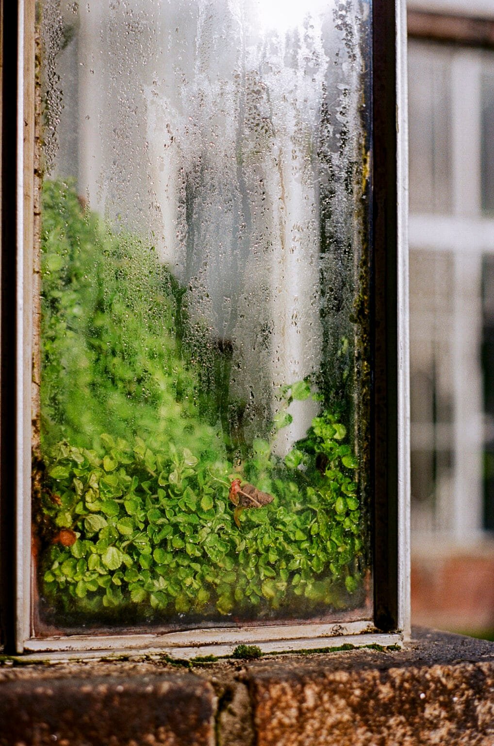 Plantes vertes derrière une vitre embuée dans une serre du Jardin des Plantes de Nantes, en automne.