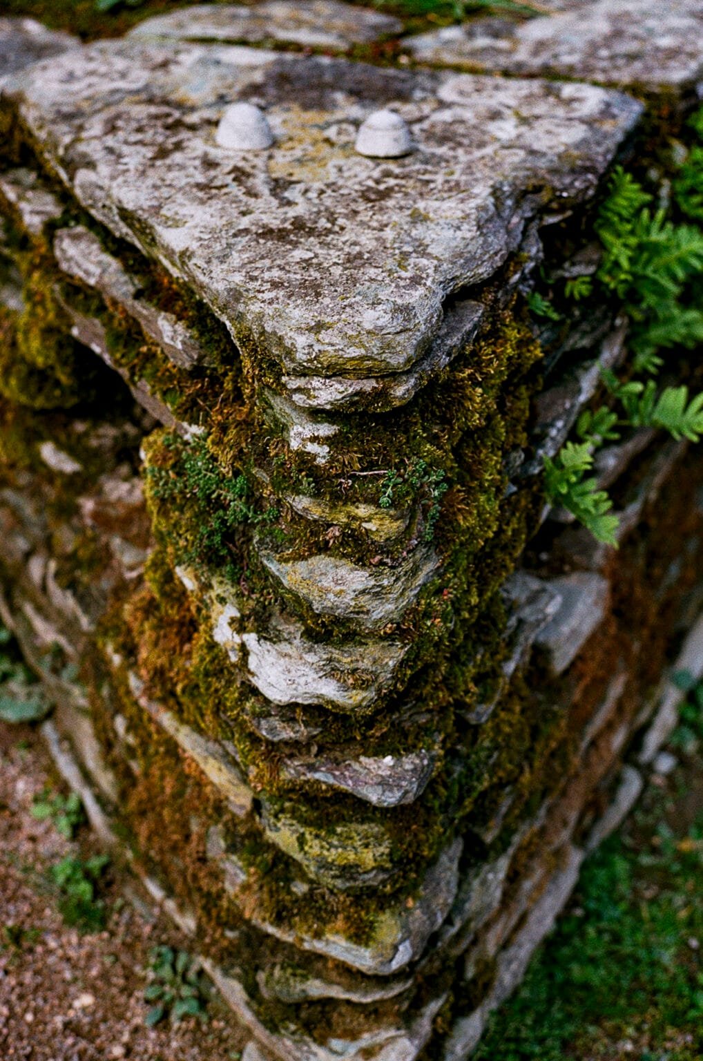 Mur en pierre recouvert de mousse, photographié au Jardin des Plantes de Nantes.