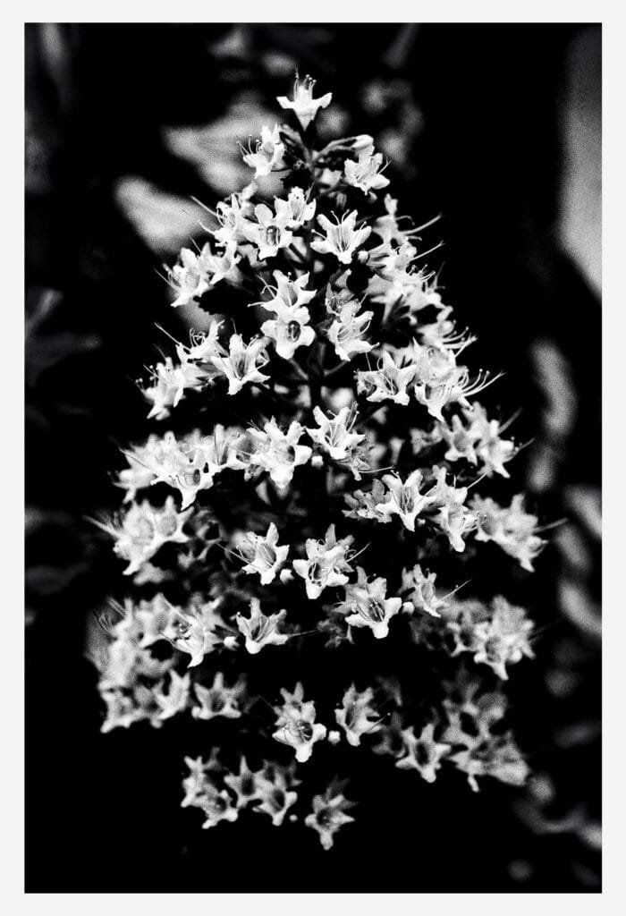 Inflorescence dense photographiée en noir et blanc au Jardin des Plantes de Nantes.
