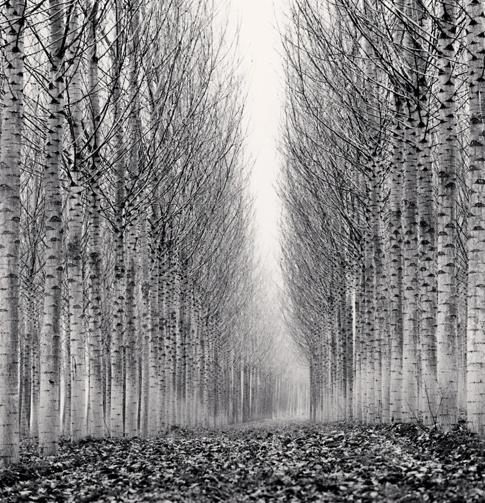 Allée d’arbres alignés en hiver à Guastalla, en Émilie-Romagne, photographiée en noir et blanc par Michael Kenna en 2006.