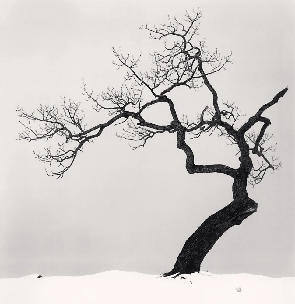 Arbre solitaire aux branches noueuses au bord du lac Kussharo, photographié en noir et blanc par Michael Kenna à Kotan en 2002.