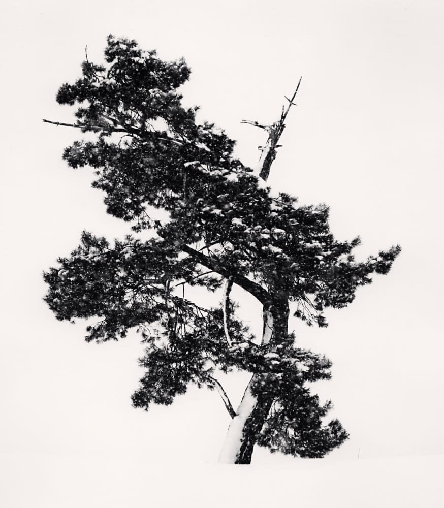 Arbre enneigé isolé sous une tempête de neige à Asahikawa, photographié en noir et blanc par Michael Kenna en 2011.