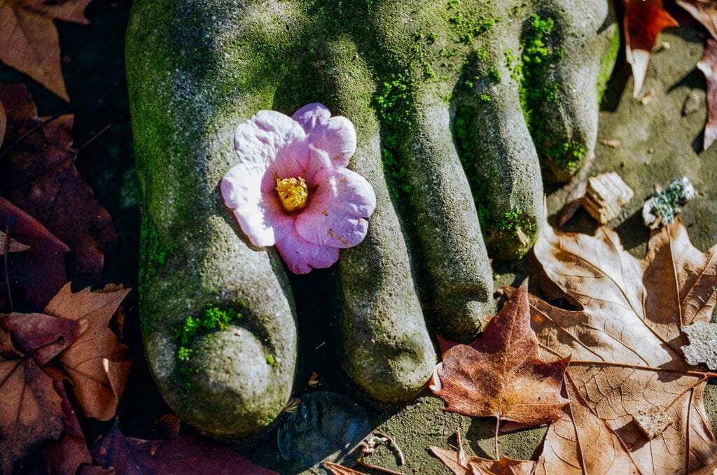 Fleur rose posée sur un pied de statue en pierre couvert de mousse, entourée de feuilles mortes