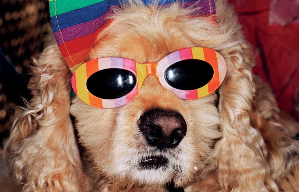 Chien portant des lunettes multicolores et un chapeau arc-en-ciel, photographié en gros plan par Martin Parr.