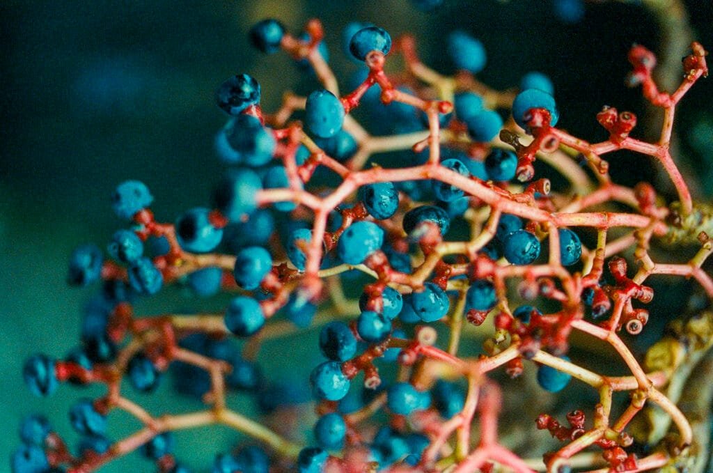 Grappe de petites baies bleues aux tiges rouges, photographiée en macro à Nantes.