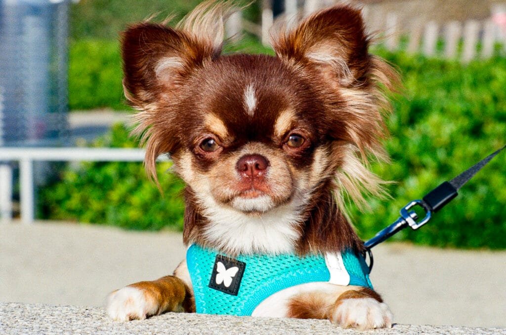 Chihuahua regardant l’objectif, en harnais bleu, photographié à Pornichet.
