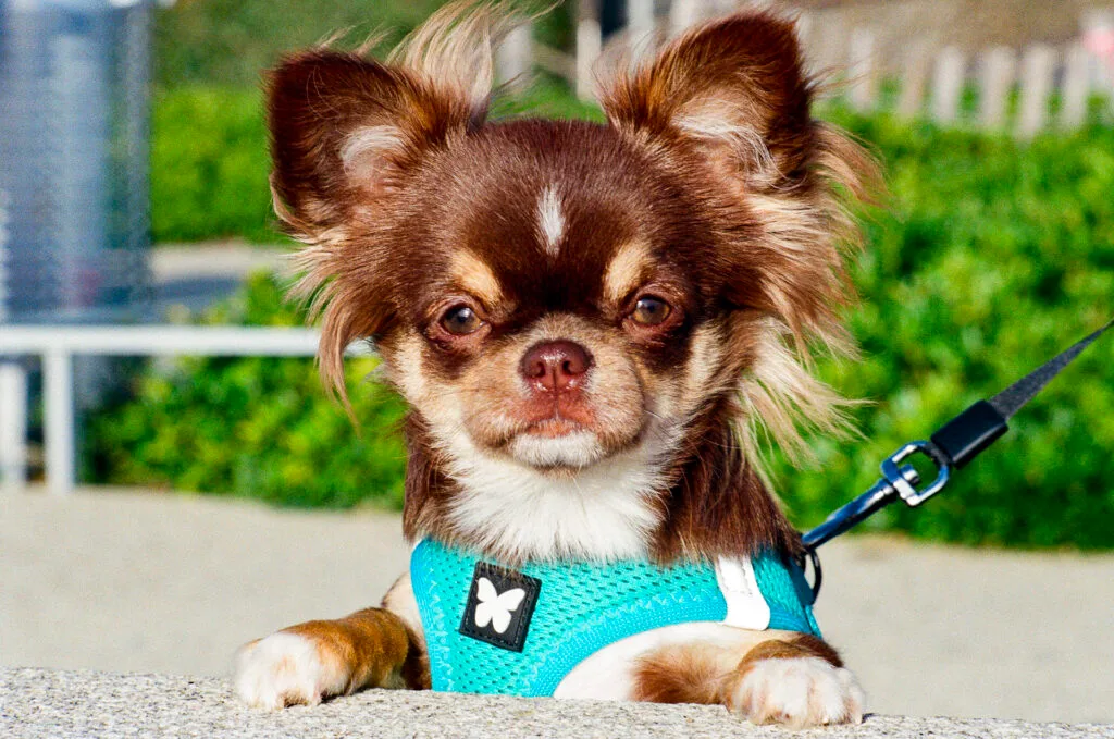 Chihuahua regardant l’objectif, en harnais bleu, photographié à Pornichet.