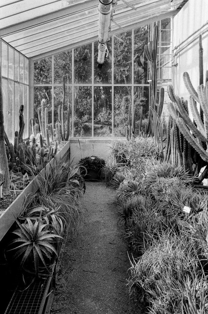 Intérieur de la serre du Jardin des Plantes de Nantes, avec une allée centrale entourée de cactus et de plantes grasses sous une structure vitrée.
